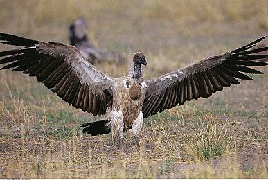 《星空》部分背景故事公布 人类登火星开辟太空殖民时代